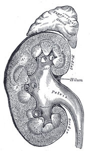 Above each human kidney is one of the two adrenal glands.