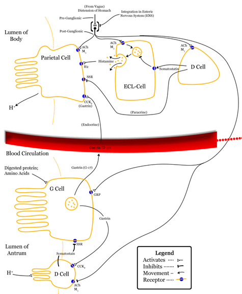 Diagram summarising control of stomach acid secretion, emphasising interaction between the body and antrum.